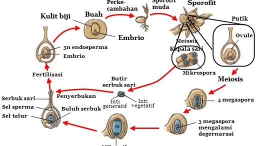 Contoh Tumbuhan Gymnospermae Beserta Nama Latinnya Materikimia The Best Porn Website