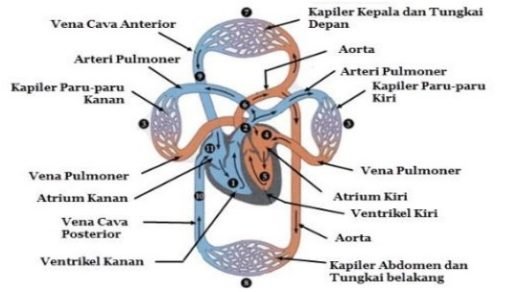 Sistem Sirkulasi Darah Pada Manusia Materikimia