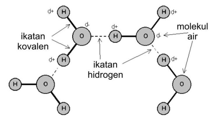 Contoh Ikatan Hidrogen Dalam Kehidupan Konsep Penting