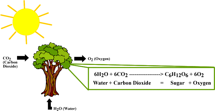 Reaksi Reduksi dan Oksidasi dalam Proses Fotosintesis