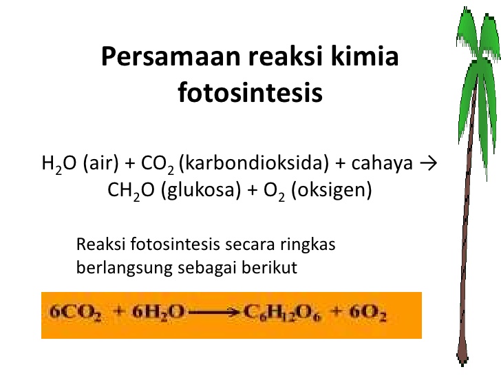 Persamaan Reaksi Kimia Fotosintesis