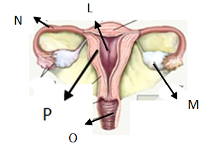 Gambar Alat Reproduksi Wanita