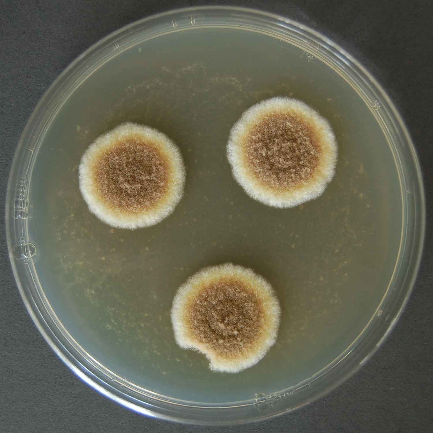 Aspergillus Wentii