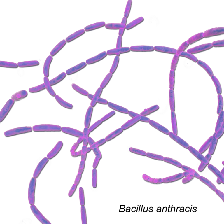 Bacillus Anthracis Materikimia 3826