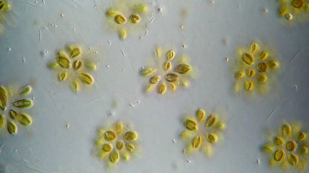 Chrysophyta – Materi Kimia