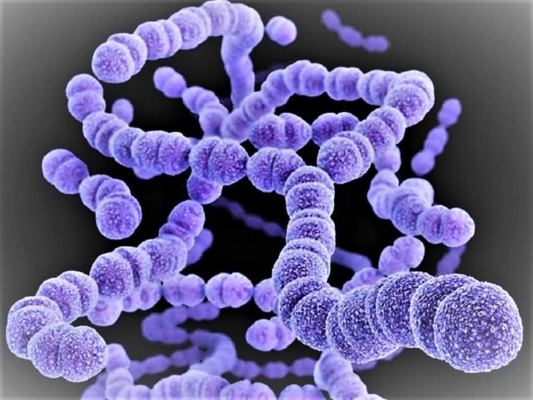 Streptococcus Pyogenes