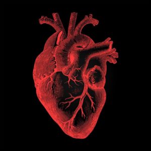 anatomi jantung manusia | materikimia