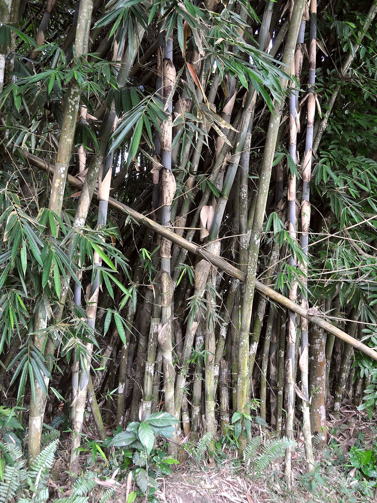  Bambu  Tali Gigantochloa Apus  Materi Kimia