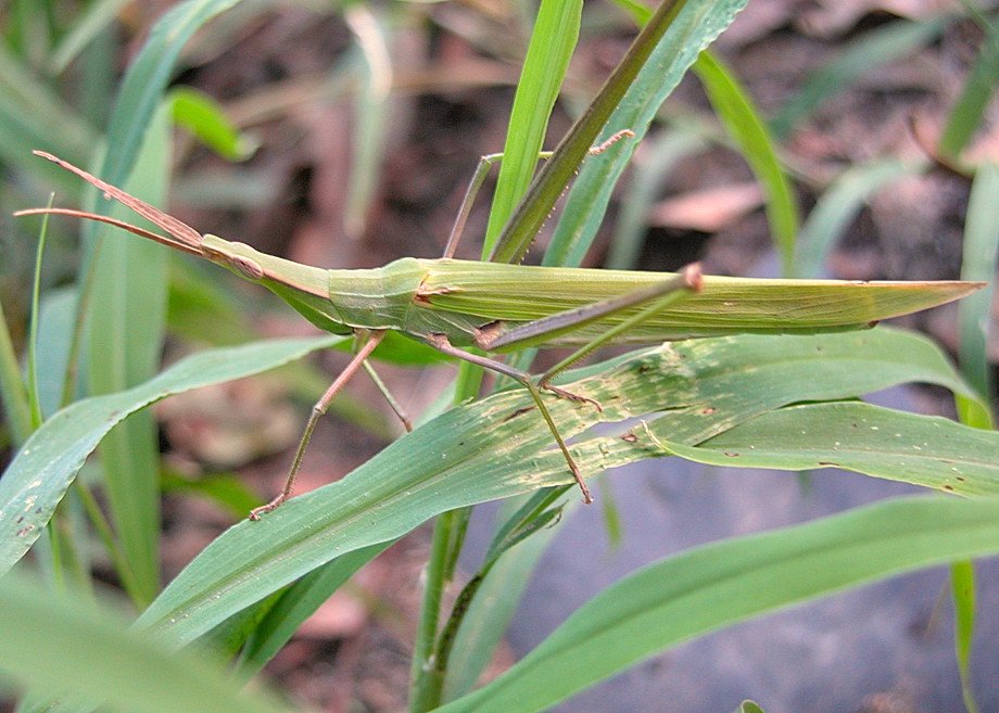 Belalang (Acrida Conica)