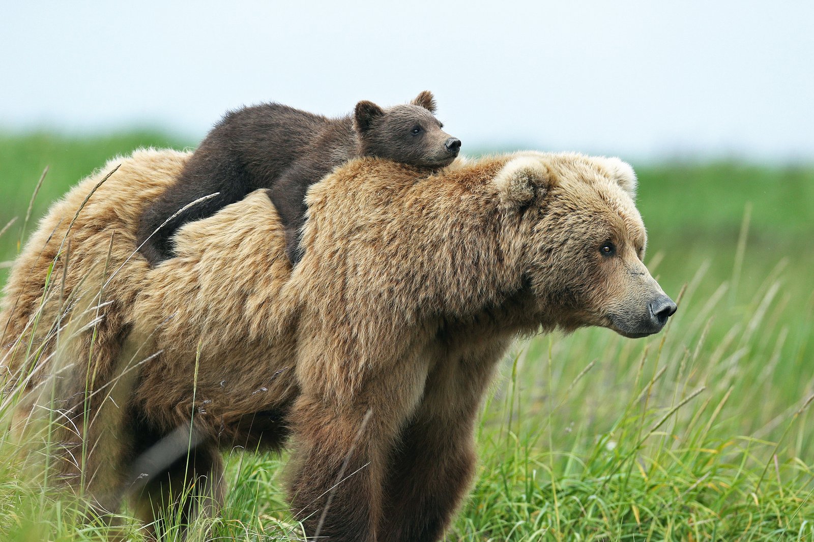 Beruang Cokelat (Ursus Arctos)