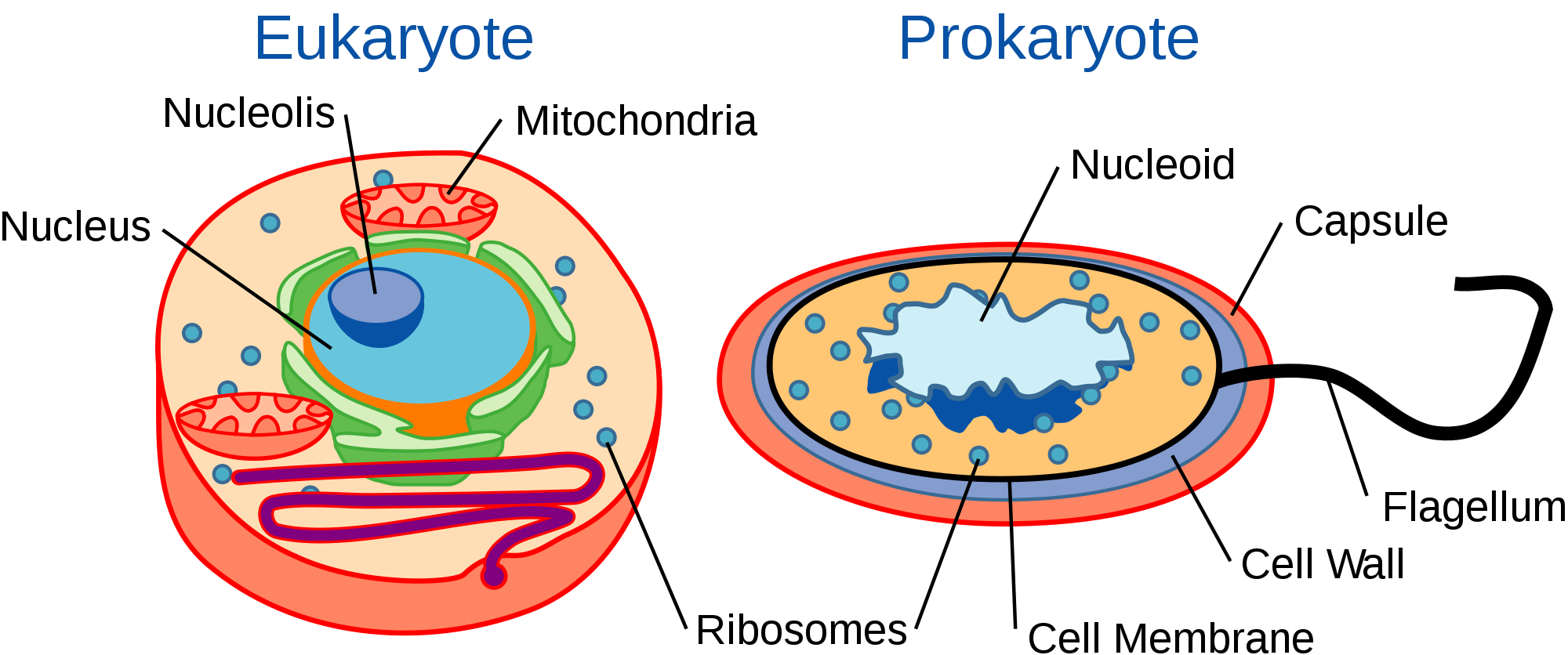Contoh Sel Eukariotik dan Prokariotik