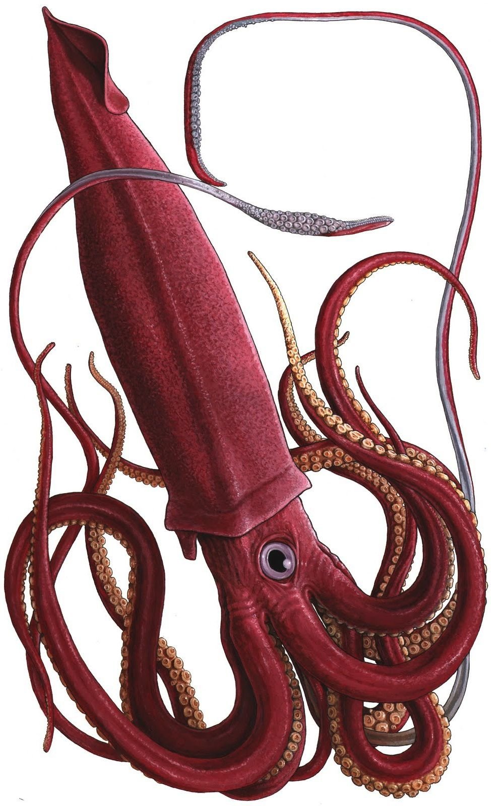 Cumi – Cumi (Mastigoteuthis Flammea)