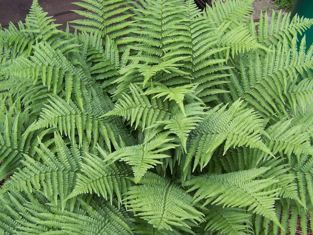 Dryopteris Filix-mas