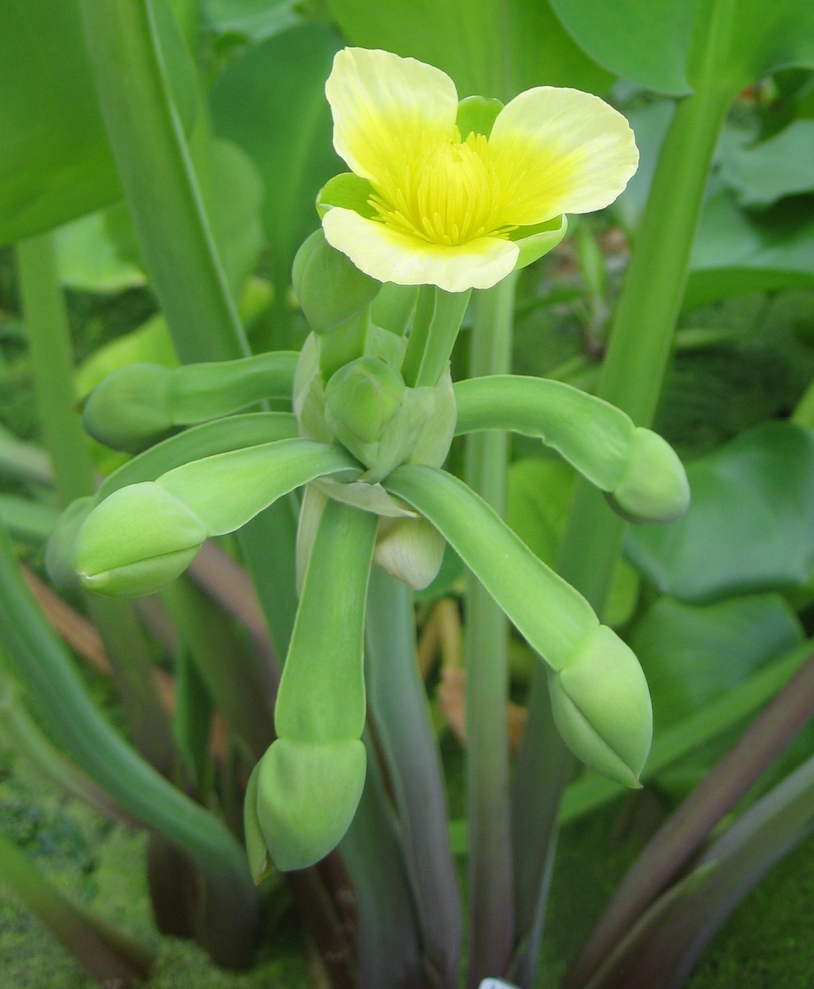 Genjer (Limnocharis Flava)