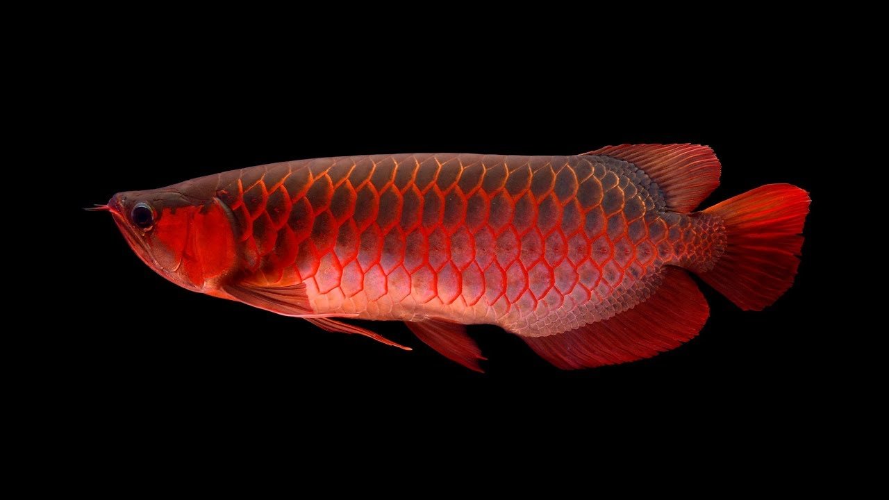  Ikan  Arwana  Osteoglossum Bicirrhosum Materi Kimia