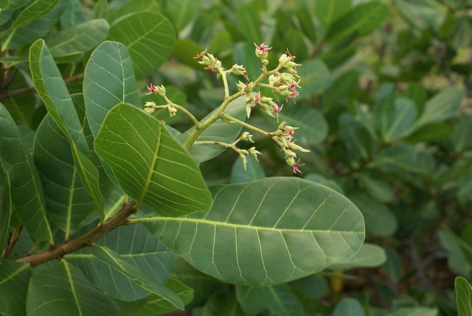 Jambu Monyet (Anacardium Occidentale)