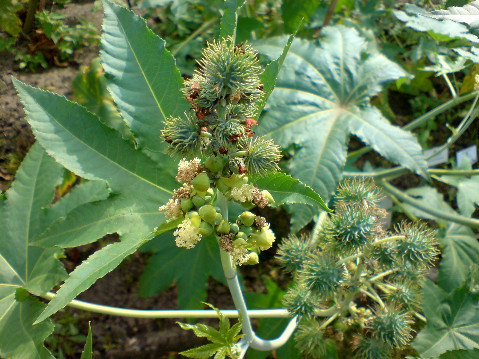 Jarak (Ricinus Communis)
