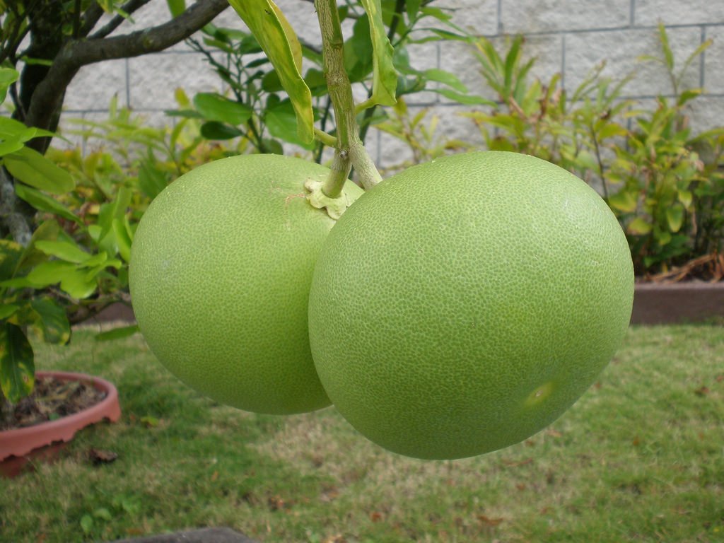 Jeruk Bali (Citrus Maxima)