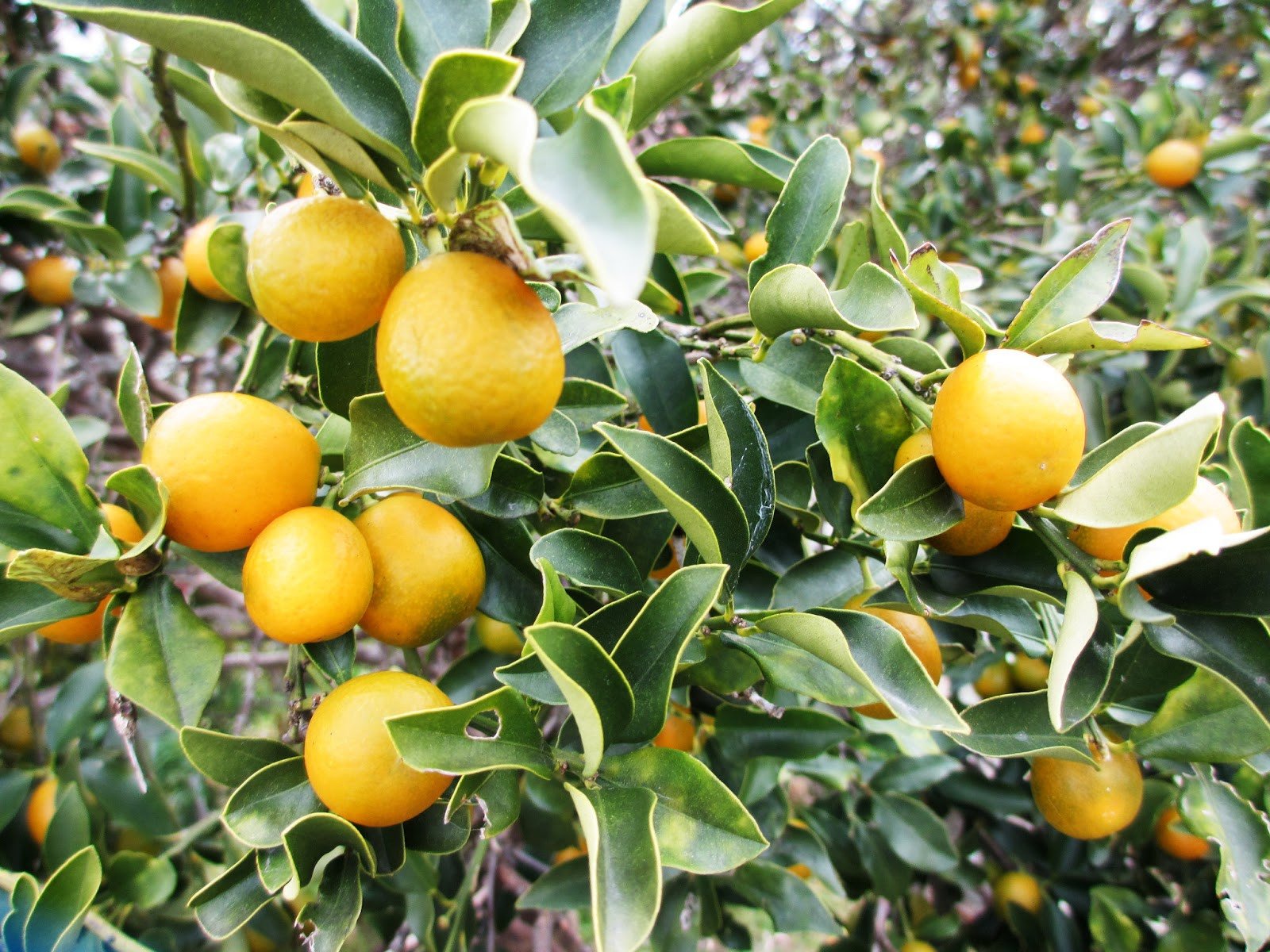 Jeruk Keprok (Citrus Nobilis)