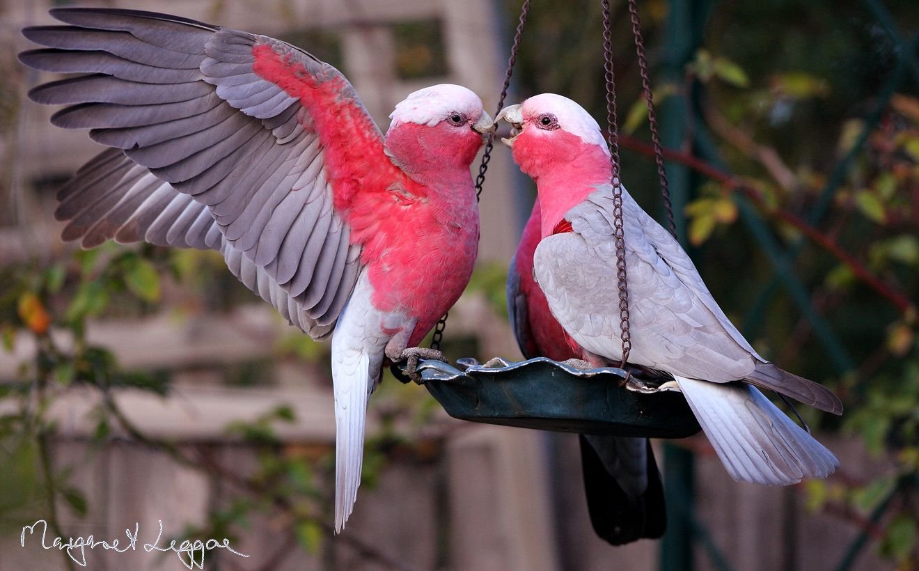 Kakatua Galah (Eolophus Roseicapilla)