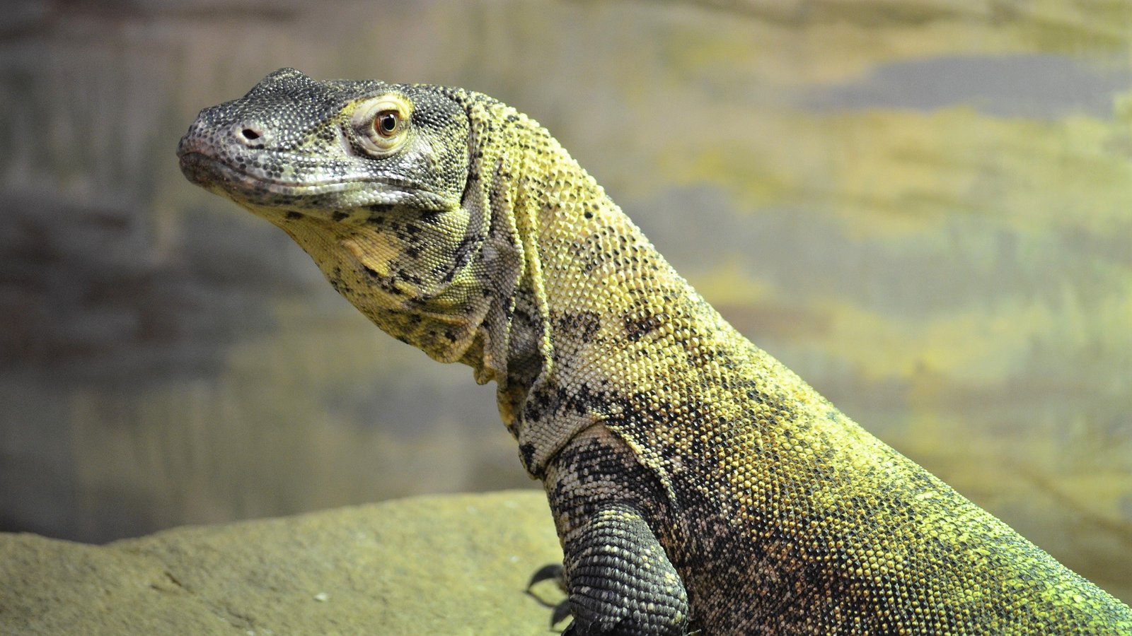 Komodo (Varaus Komodoensis)