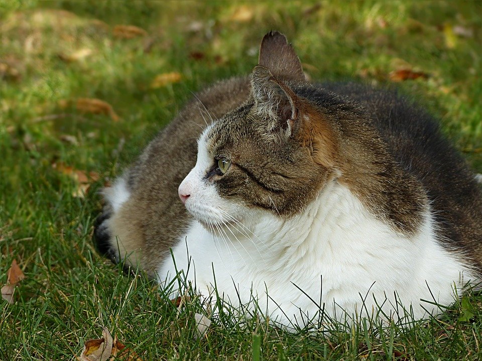 Kucing (Felis Silvestris)