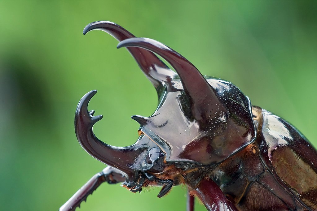 Kumbang (Xylotrupes Ulysses)