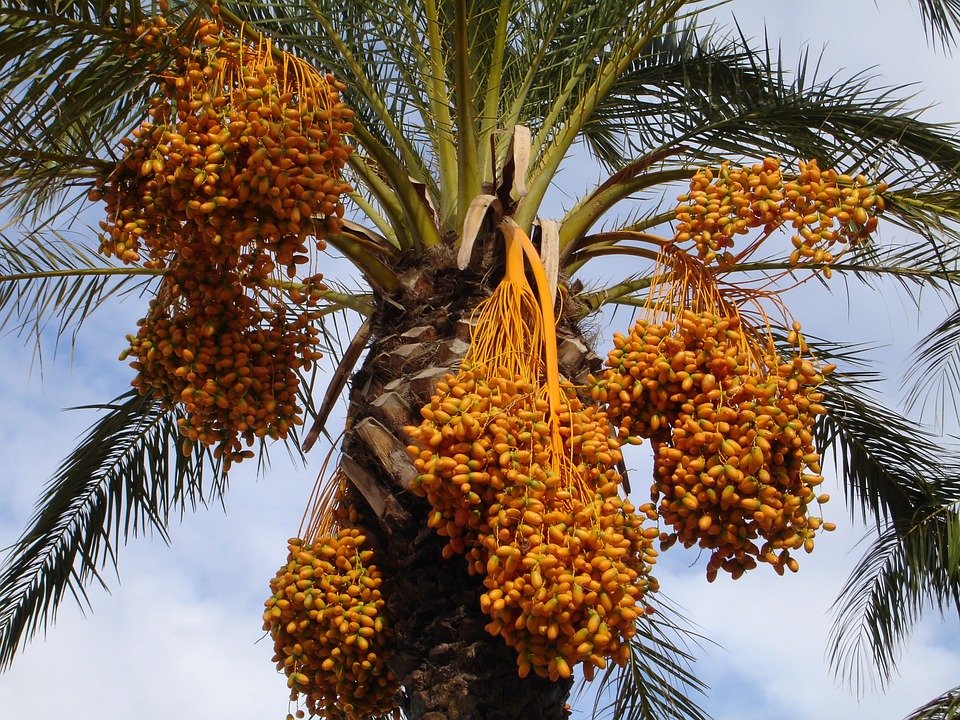 Kurma (Phoenix Dactylifera)