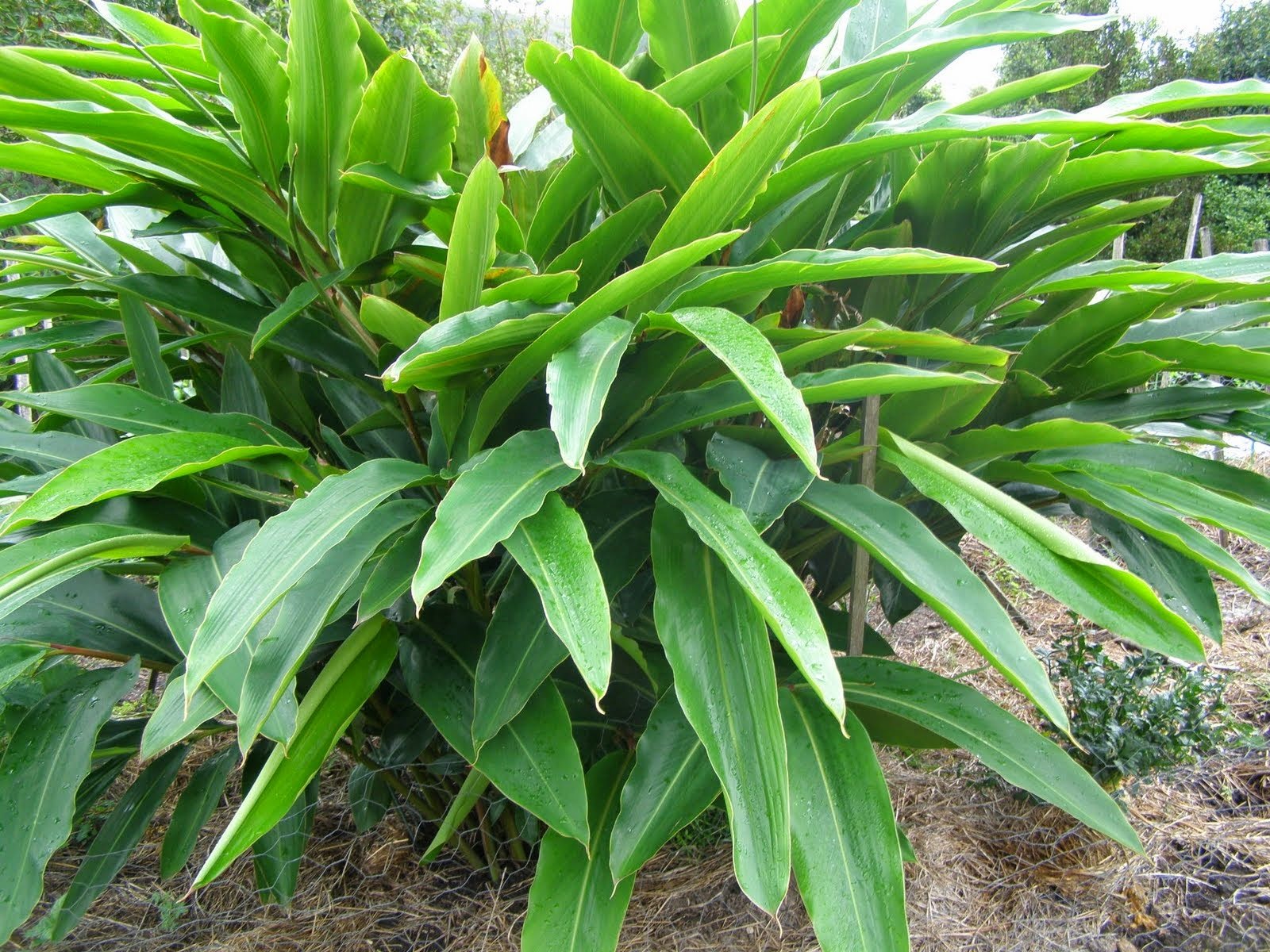 Lengkuas (Alpinia Galangal)