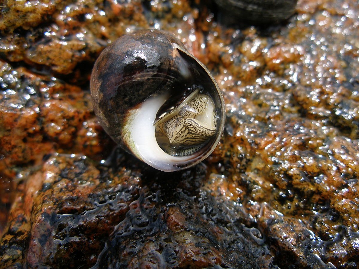 Littorina Littorea