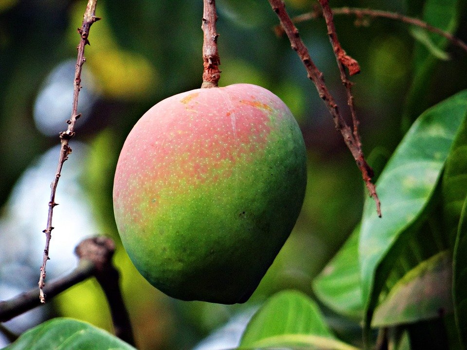Mangga (Mangifera Indica)