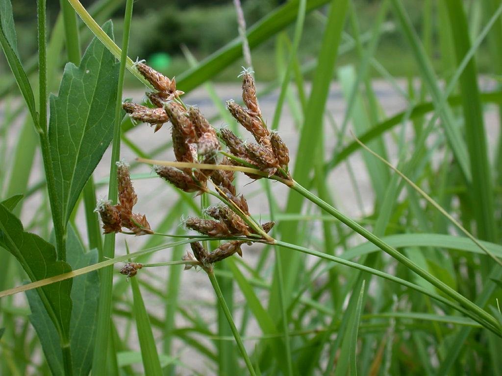 Mendong (Fimbristylis Umbellaris