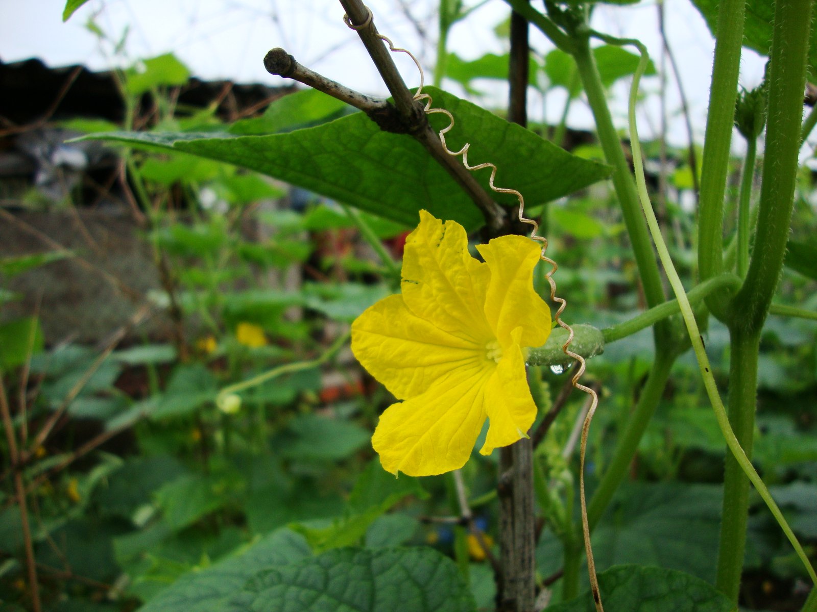Mentimun (Cucumis Sativus)