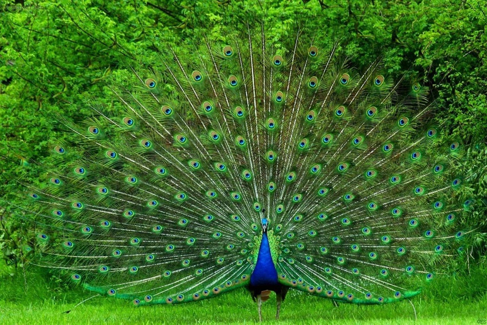 Merak India (Pavo Cristatus)