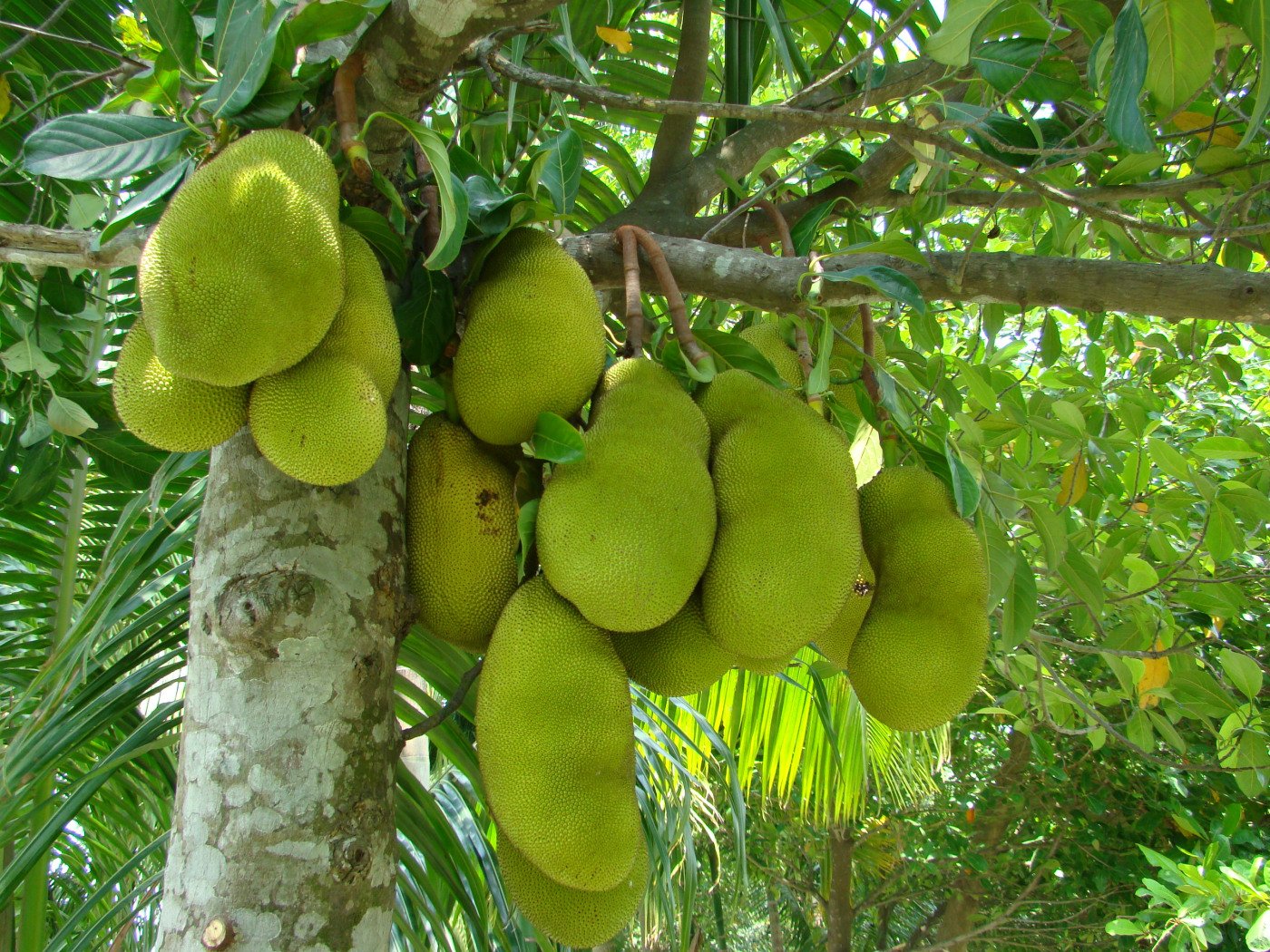 Nangka (Artocarpus Integra)