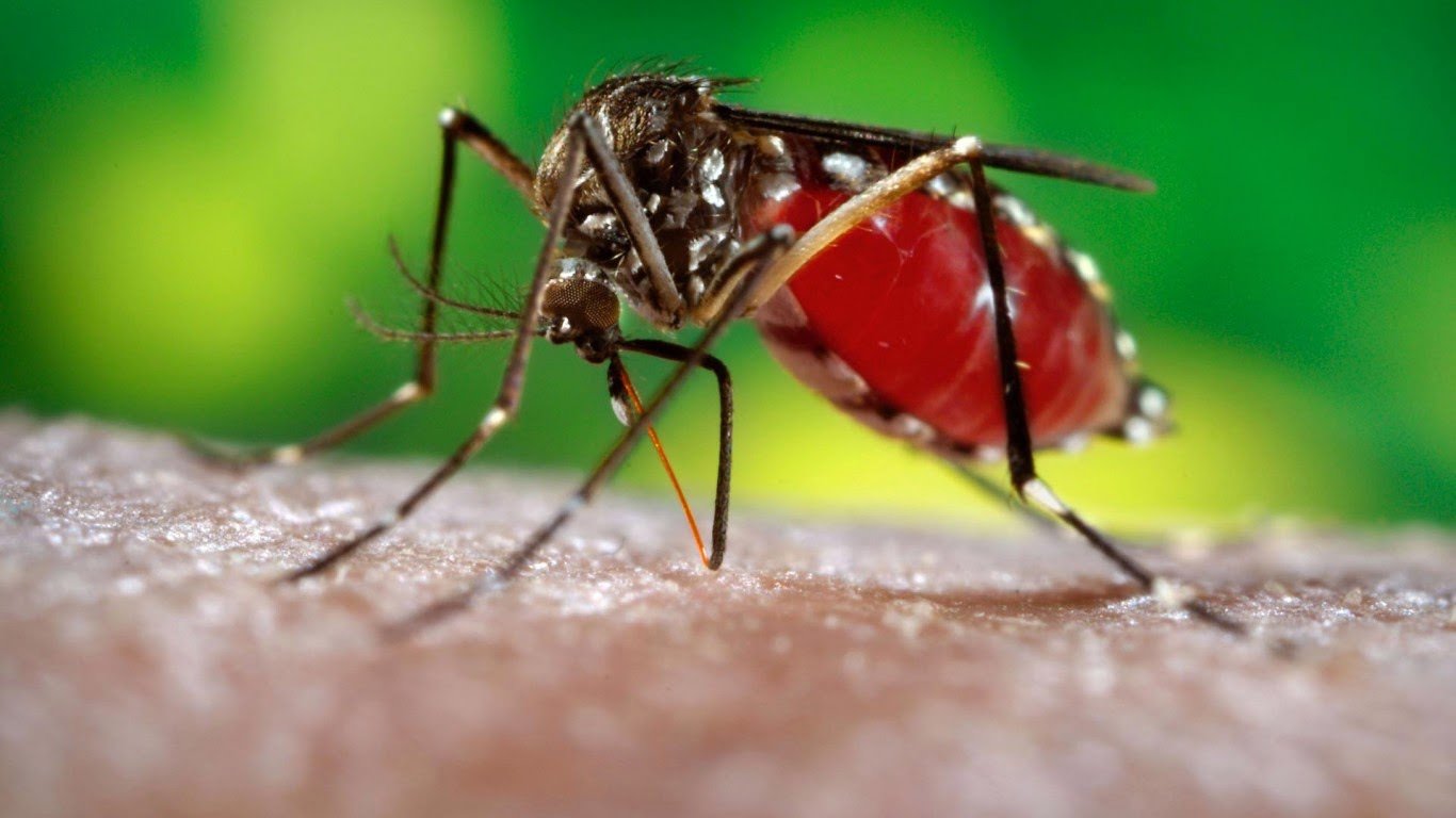 Nyamuk Demam Berdarah (Aedes Aegypti) Materi Kimia