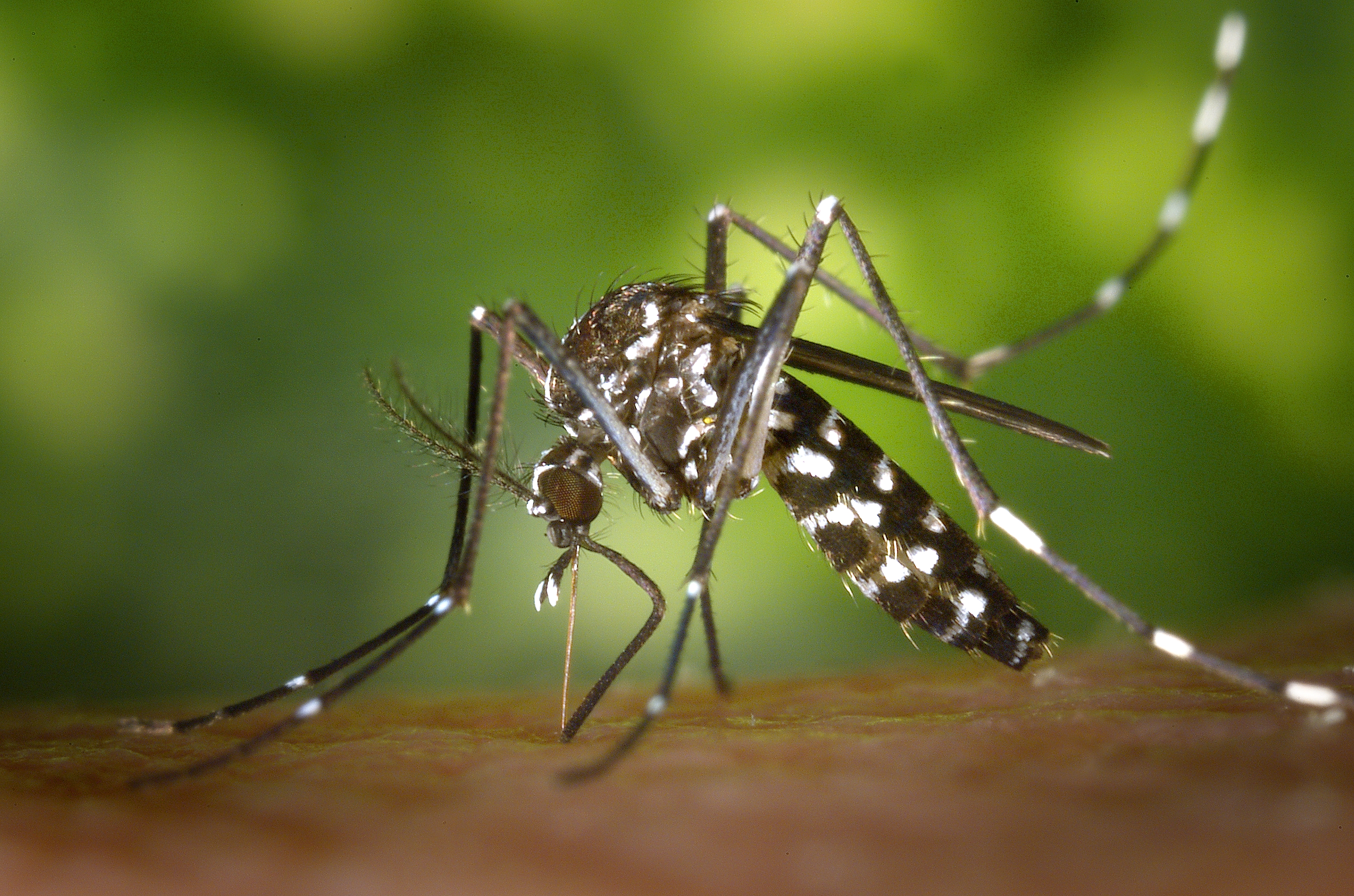 Nyamuk Harimau Asia (Aedes Albopictus)