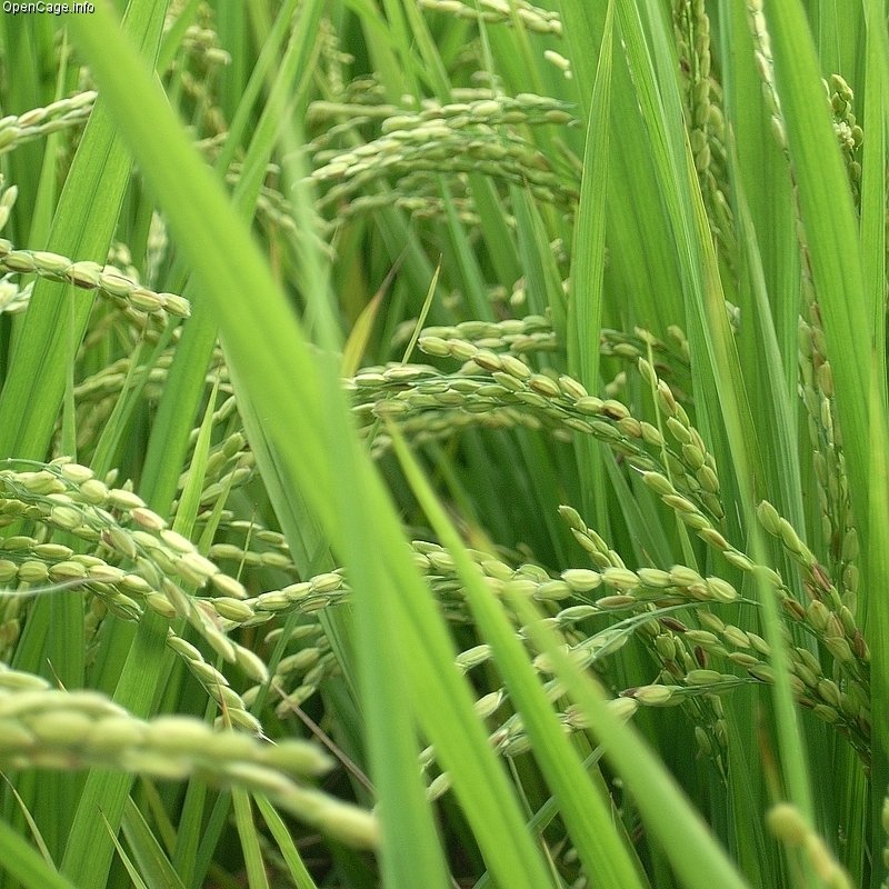 Padi (Oryza Sativa) | MateriKimia