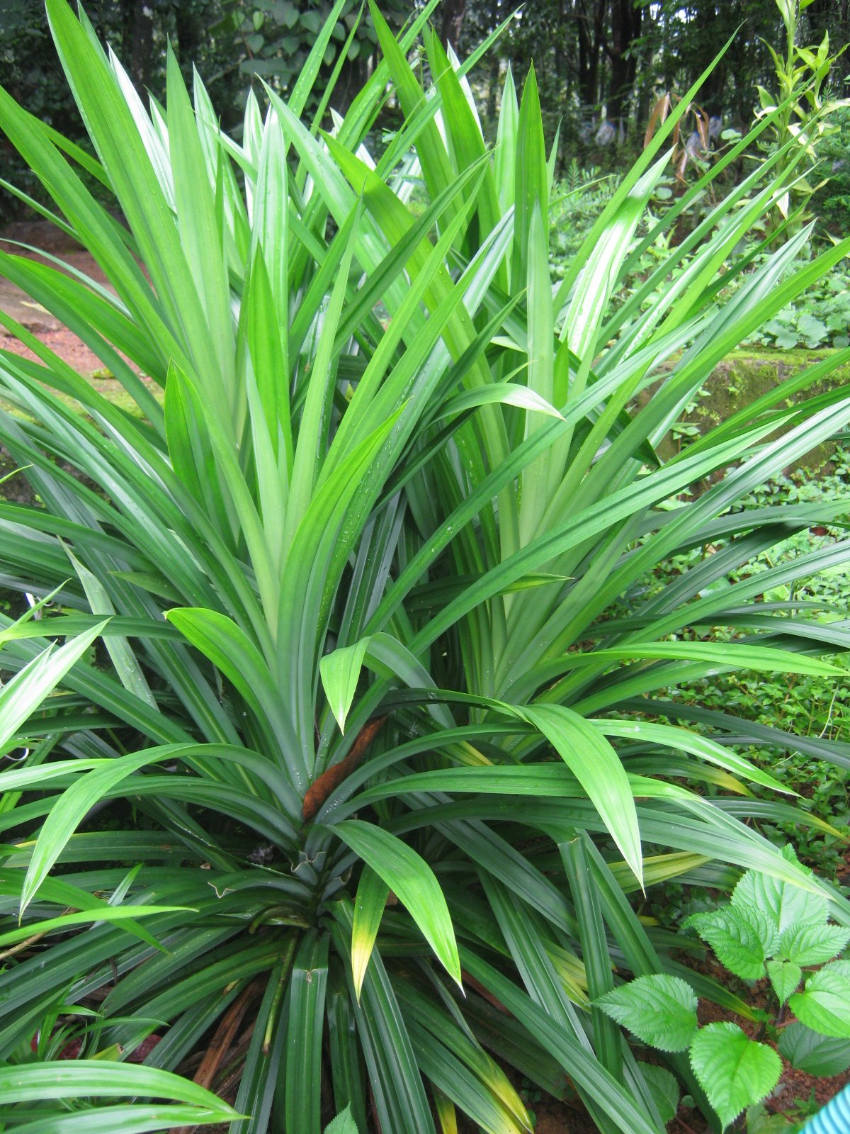 Pandan Wangi (Pandanus Amaryllifolius)