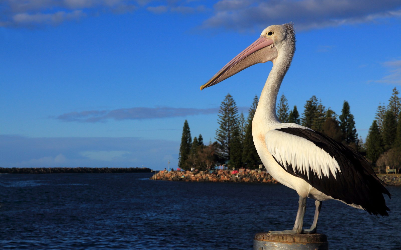 Pelikan (Pelacanus Occidentalis)