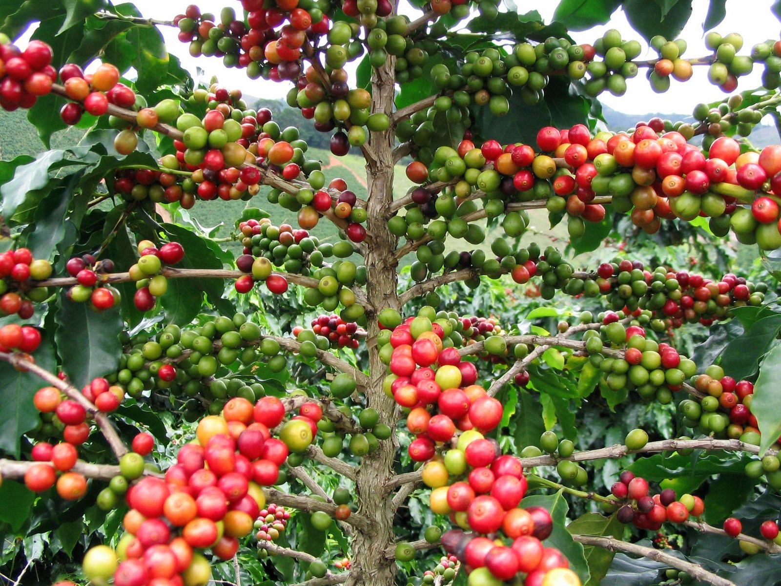 Pohon Kopi
