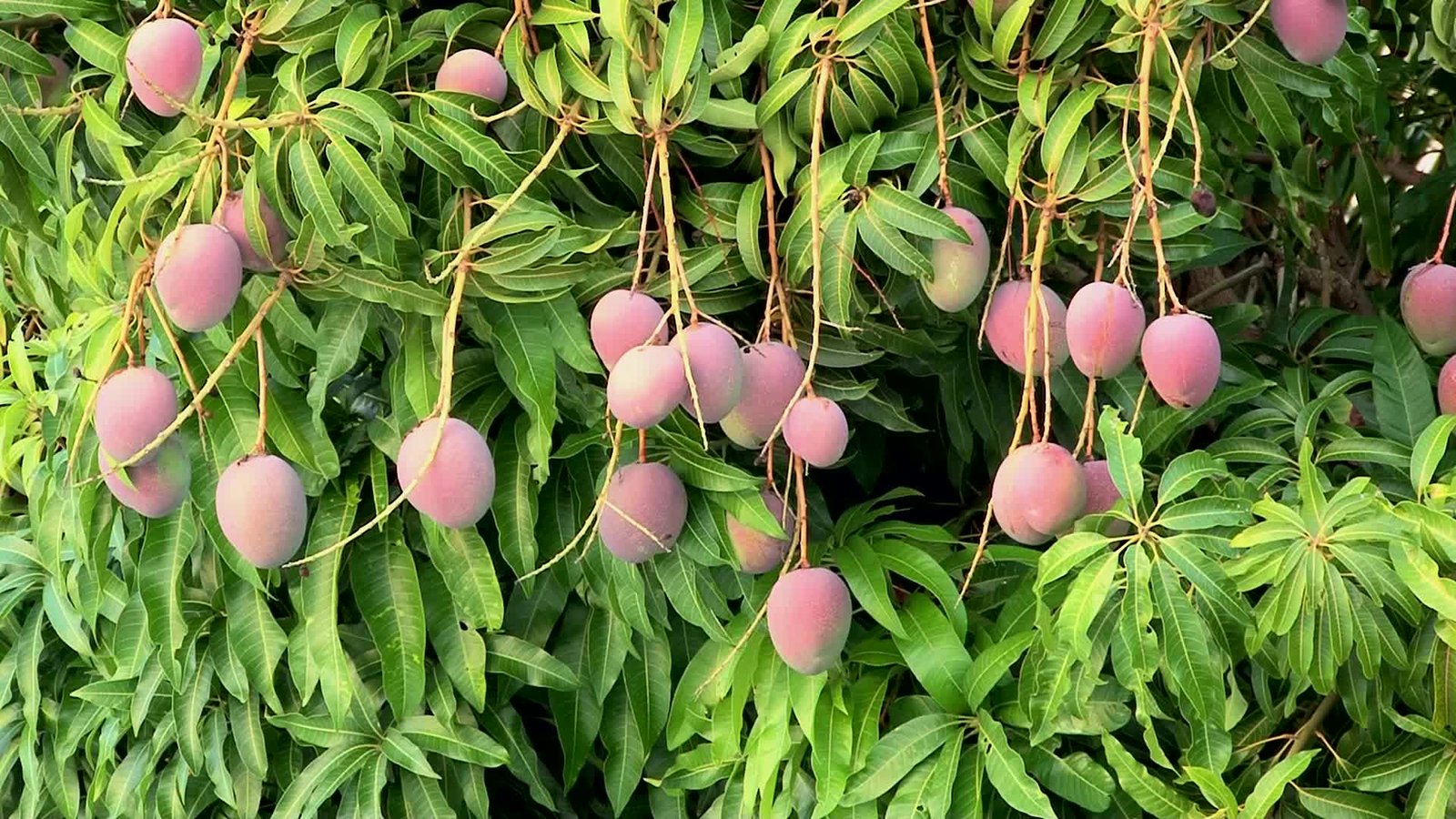 Pohon Mangga