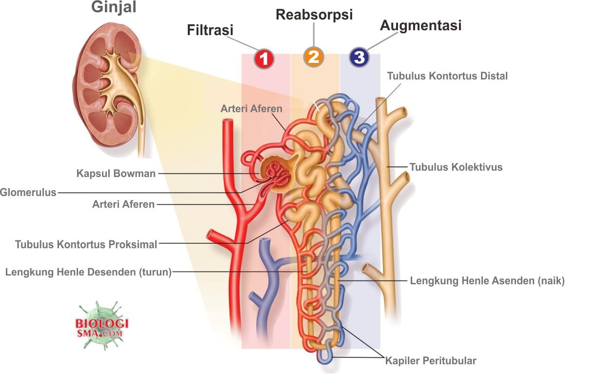 Proses Pembentukan Urine (Sistem Ekskresi)