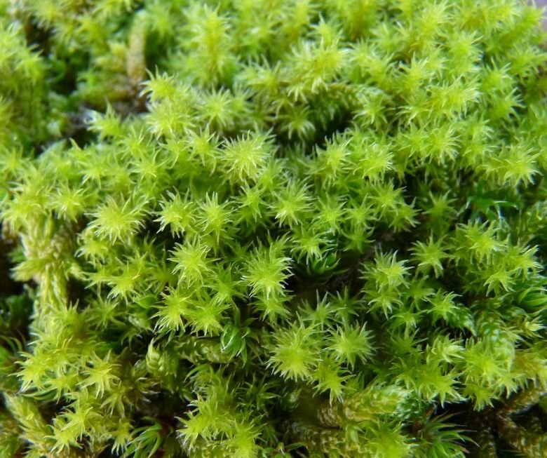Racomitrium Canescens