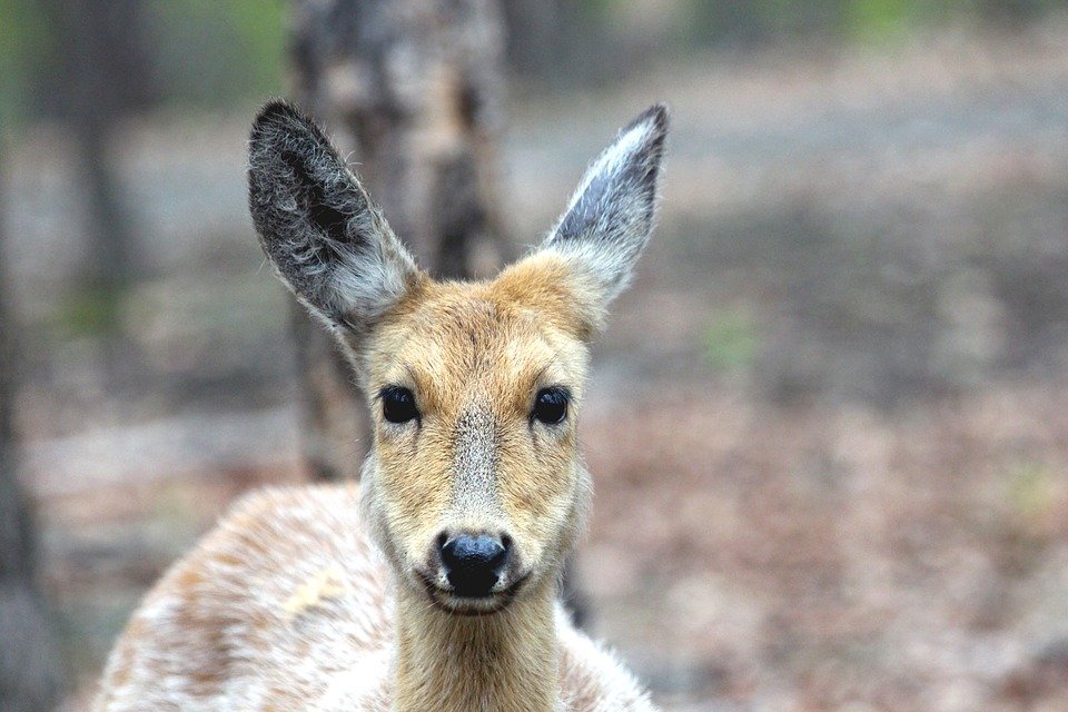 Rusa Sika (Cervus Nippon)