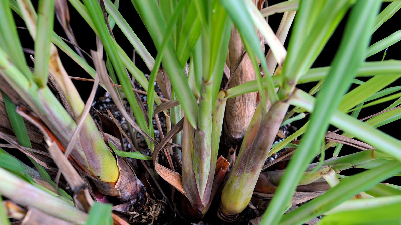 Serai (Andropogon Nardus)