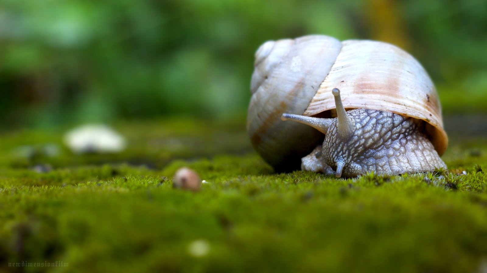 Siput (Helix Pomatia)