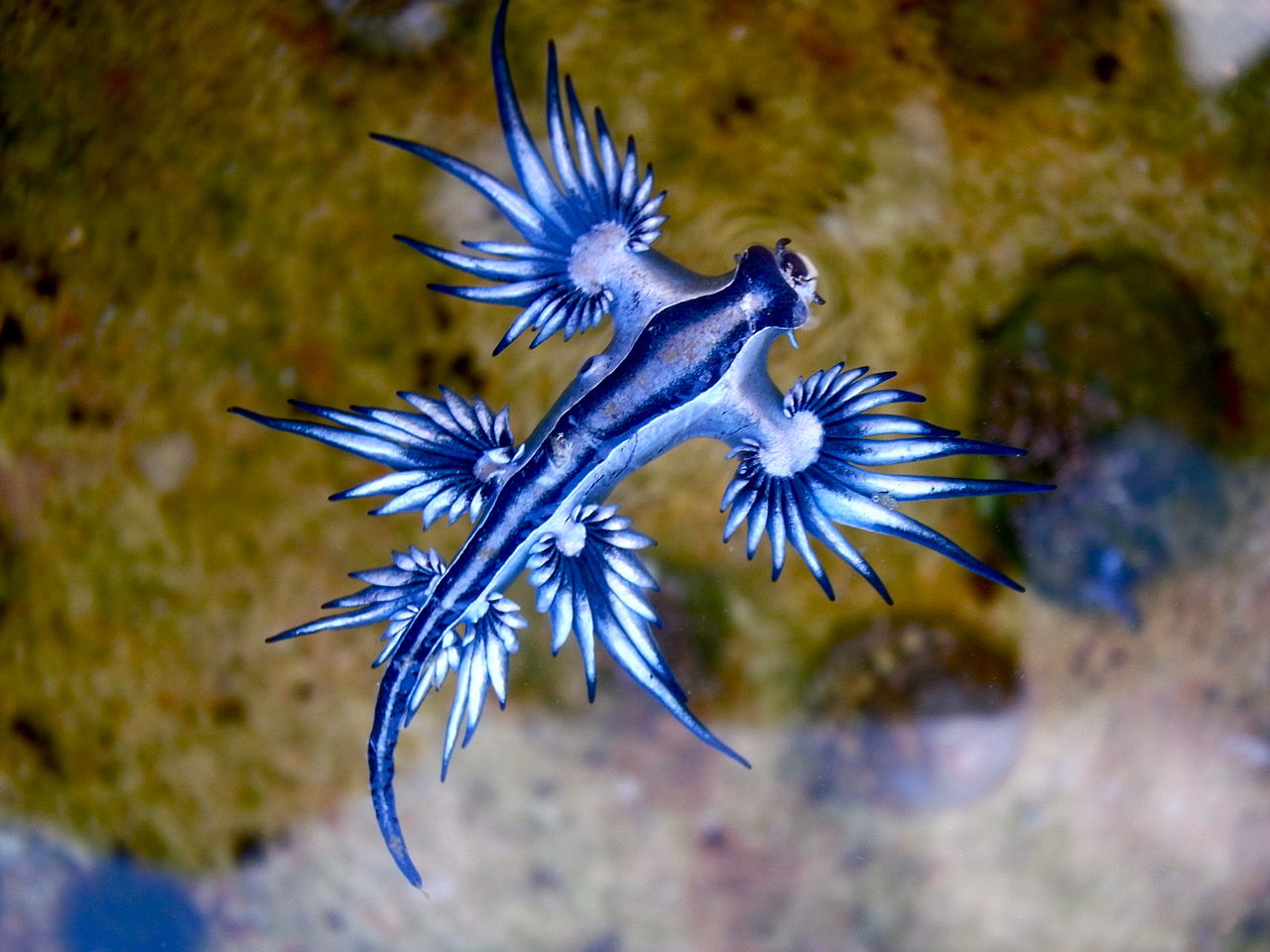 Siput Laut Biru (Glaucus Atlanticus)