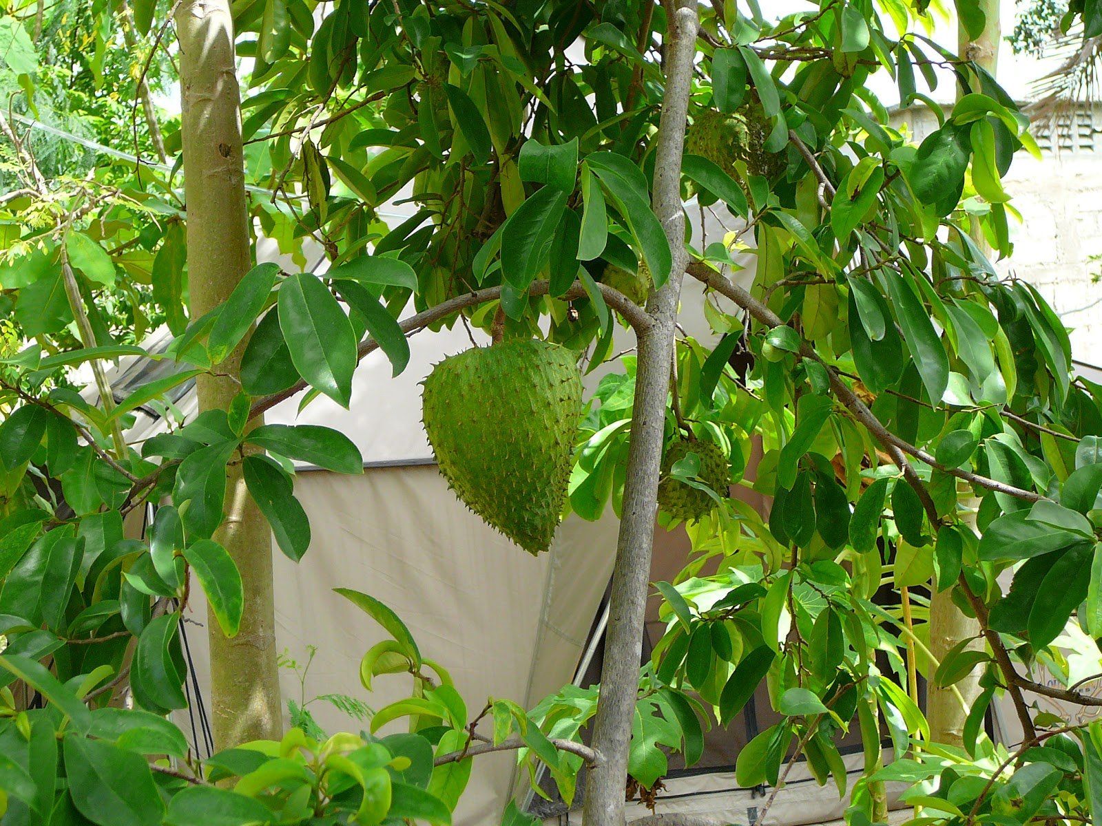 Sirsak (Annona Muricata)