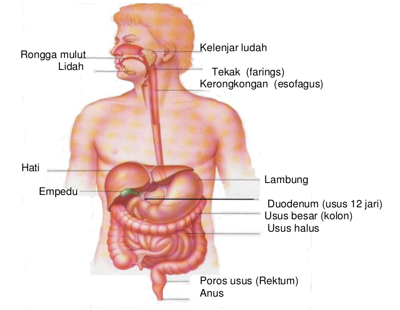 Sistem Pencernaan Pada Manusia